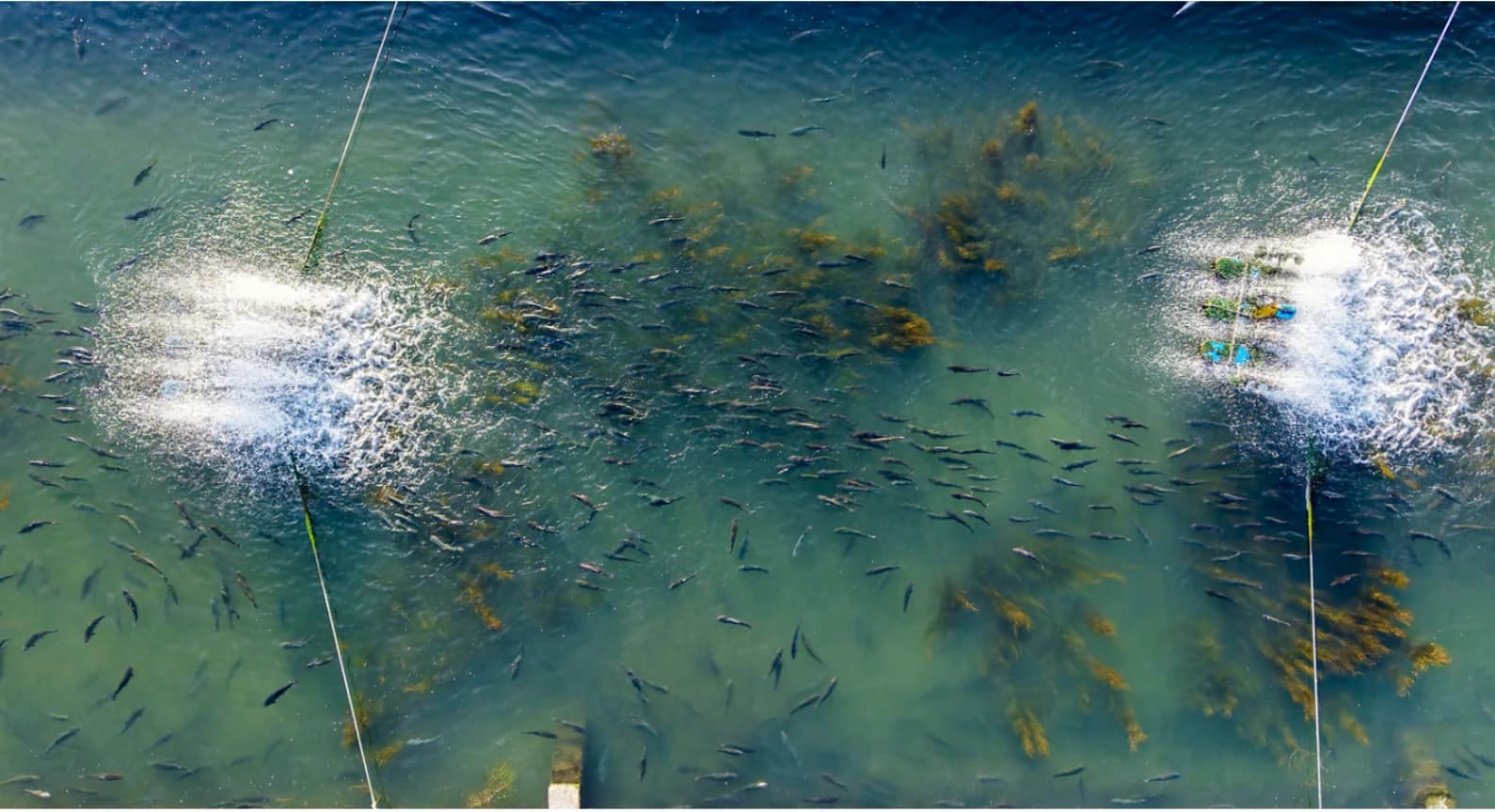 Sturgeon swimming in a pond, seen from above, between two aerators